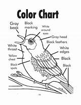 Coloring Pages Schools Instructions Warbler Kirtland 39s Getcolorings Getdrawings Sheet sketch template
