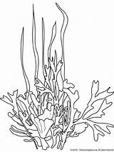 Seaweed Coloring Pages Drawing Ocean Sea Underwater Printable Plants Google Kleurplaat Template Coral Life Cartoon Zeewier Printables Line Search Color sketch template
