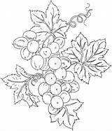 Grape Colorat Uva Grapes Struguri Fructe Trauben Planse Toamna Uvas Grappolo Stampare Supercoloring Verduras Bordado Pergamo Folhas Fruits Interferente Cacho sketch template