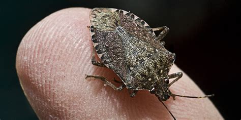 stink bugs   rise    huffpost