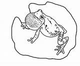 Amphibian Reptile Toad Treefrog sketch template