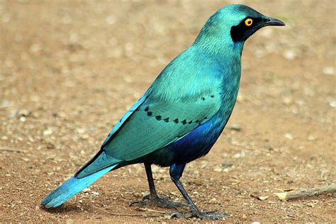 greater blue eared starling lamprotornis chalybaeus