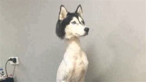 pic of husky with shaved body causes concern huffpost weird news