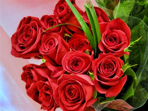 Top Tips For Valentine’s Day Roses Ambius Uk