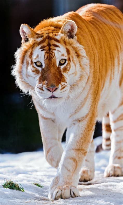 golden tiger cuteanimalsworld