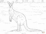 Kangaroo Supercoloring Kangaroos Kangur sketch template