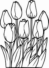 Tulips Colorare Sheets Malvorlagen Getdrawings Tulipanes Blumen Pintar Rocks Papaveri Springtime Ausmalen Wecoloringpage Besuchen sketch template