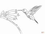 Beija Fofo Kolibri Sylph Hummingbird Tailed Hummingbirds Humming Ausdrucken Koliber Kolorowanki Ptaki Designlooter Colorironline Supercoloring sketch template