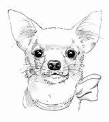 Chihuahua Disegnato Ritratto Vetri sketch template