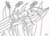 Ant Animal sketch template