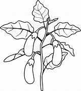 Eggplant Fruits sketch template