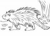 Coloring Porcupine Pages North American Baby Supercoloring Porcupines sketch template
