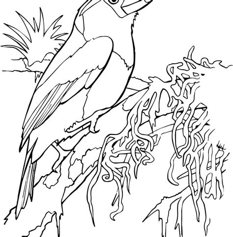 tropical bird coloring pages  getdrawings