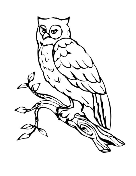 owl  branch drawing  getdrawings