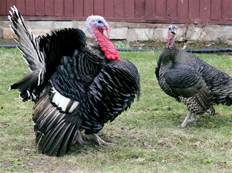 raising backyard turkeys learn  turkeys   backyard