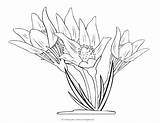 Coloring Crocus Flower Pages Anemone Patens Drawing Land Getdrawings Getcolorings Awesome Mycoloringland sketch template
