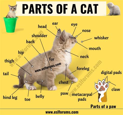 cat anatomy  parts   cat  esl picture koshki angliyskiy yazyk yazyk
