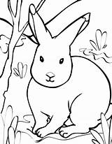 Animals Coloring Pages Arctic Print Hare Tundra Animal Rabbit Toyota Clipart Kids Drawing Printable Color Cliparts Clip Farm Colouring Sheets sketch template
