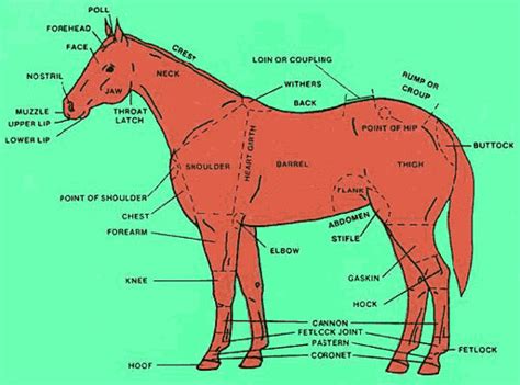 parts  horse illustration diagramming   part flickr
