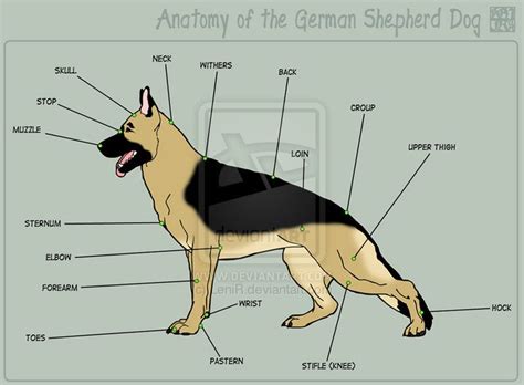 dog body parts chart capa level  science focus skill      pinterest dog