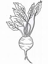 Turnip Coloring Pages Vegetables Drawing Print Getdrawings Color Recommended sketch template