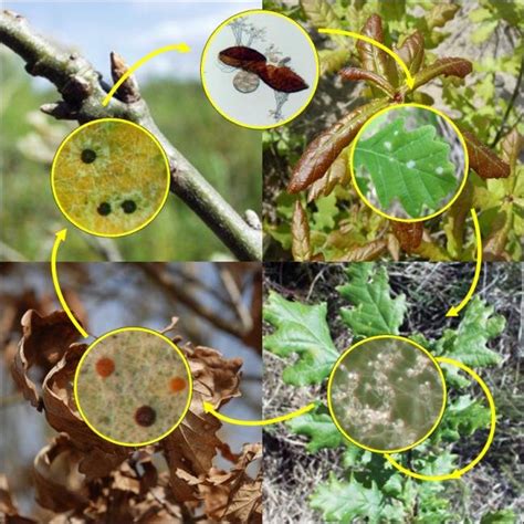 4 Oak Powdery Mildew Life Cycle Powdery Mildews Are Obligate