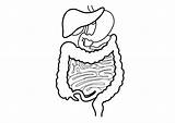 Digestive System Sketch Drawing Human Coloring Pages Tract Gi Body Easy Draw Stomach Systems Circulatory Drawings Paintingvalley Getdrawings Sketches Step sketch template