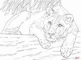 Lioness Coloring Pages Lying Lion Printable Colouring Supercoloring Drawing Animals Lions Kids Drawings Sheets sketch template
