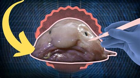 blobfish secrets   ugliest deep sea creature