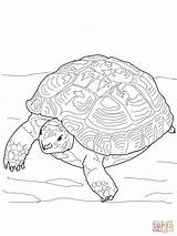 Tortoise Coloring Russian Pages Desert Printable Gopher Colouring Supercoloring Template Turtle Sea sketch template