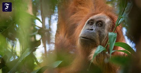 anthropologie neue  utan spezies auf sumatra entdeckt