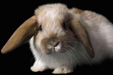 queensland australia ban on bunny rabbits enforced nature news uk