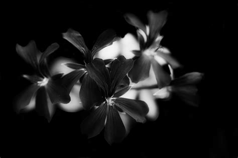 black  white  size photo black   photo digital frame