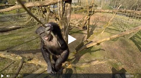 se chimpanse angribe drone  luften natgeodk
