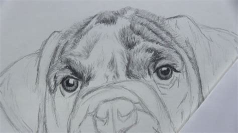 draw  dog face  pleasingly realistic features lets draw today