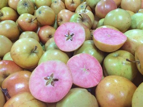 surprize tesco sells apples   pink   independent