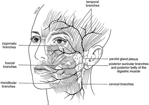motor innervation of the face