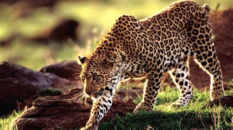 leopard wallpapers hd pixelstalknet