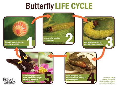 life cycle  butterfly charismatic planet