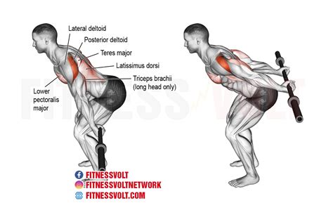 bent over barbell reverse raise shoulders fitness volt