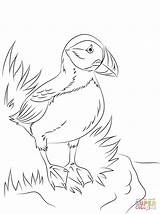 Puffin Papageientaucher Seabird Papageitaucher Ausmalbild Perroquet Ausmalen Supercoloring Macareux Moine Puffins Pigeon sketch template