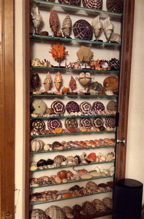 shell collection rock collection display displaying collections