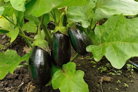 aubergine plantation entretien  recolte