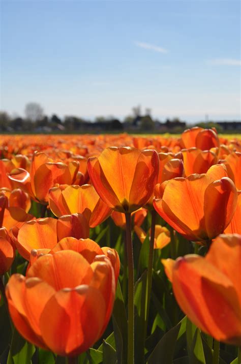 photo essay tulip fields   netherlands creating   path