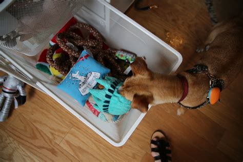 an inside look into how we make all of the barkbox toys barkpost