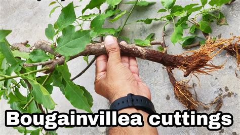 bougainvillea cutting   grow bougainvillea  cutting