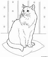 Cat Coloring Siberian Pages Printable sketch template