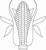 Corn Coloring Stalk Color Printable Pages Getcolorings sketch template