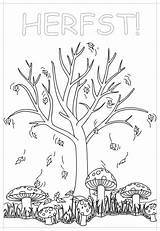 Herfst Bomen Kleurplaten Kleurplaat Uitprinten Downloaden sketch template