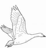 Goose Flying Snow Coloring Geese Pages Oie Qui Vole Coloriage Printable Template Des Neiges Version Categories sketch template